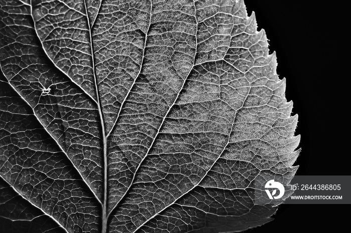 leaf texture black and white / design black leaf skeleton, macro nature texture, wallpaper black and white