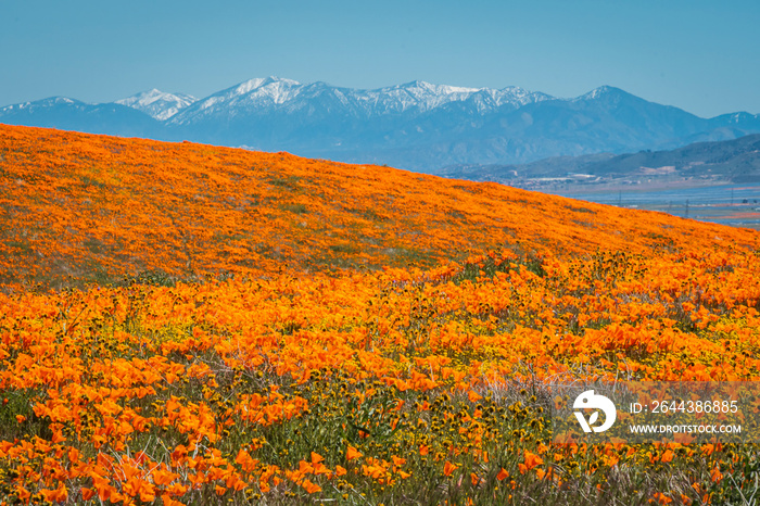 Endless California poppy wildflower bloom with snow mountain in the background