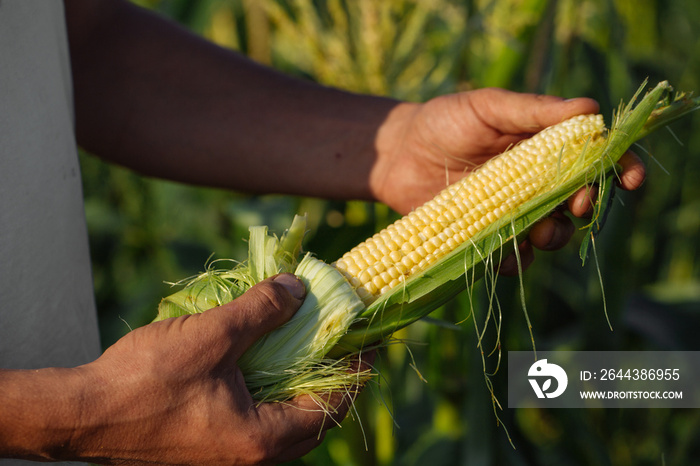 Farmer holding corn cob in hand in corn field