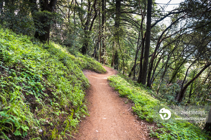 Hiking trail through the forests of Sanborn County Park, San Francisco bay area, California