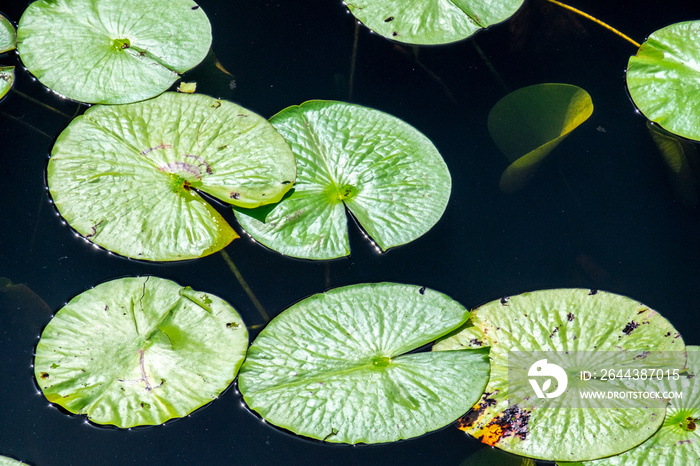 Multiple large vibrant green lily pads floating on the surface of blue freshwater. The green round leaves have a waxy surface and some of the leaves are reflecting the sun as they float in the pond.