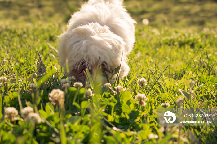 Maltese puppy dog smells flowers and grass