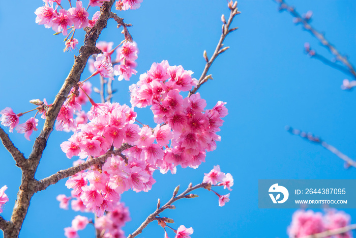 Soft focus Cherry blossoms, Pink flowers background.