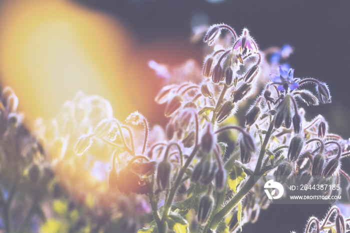 Borage flowers close up, borago officinalis, starflower. Fresh leaves are used for food. Vegetable plant.