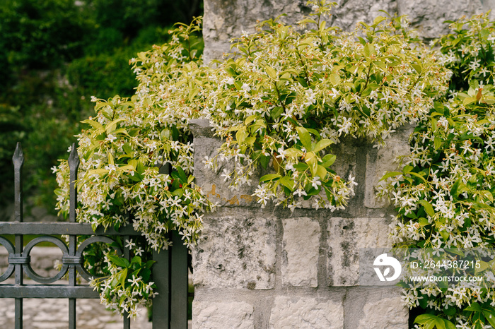 Jasmine winds along the stone texture of a fence with a metal gate.