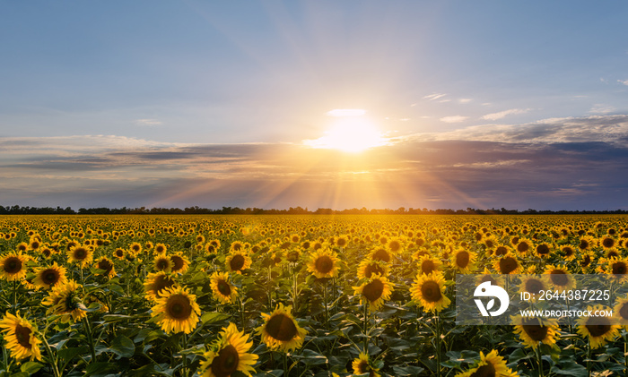 field of blooming sunflowers on a background sunset.