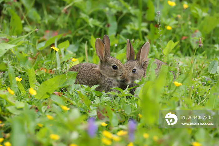 Baby Wild Rabbits (Oryctolagus cuniculus) sitting in a field.