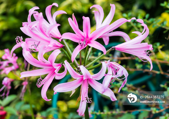 Mega Nerine