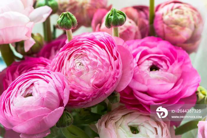 Bouquet of Pink Ranunculus, Buttercup Flowers