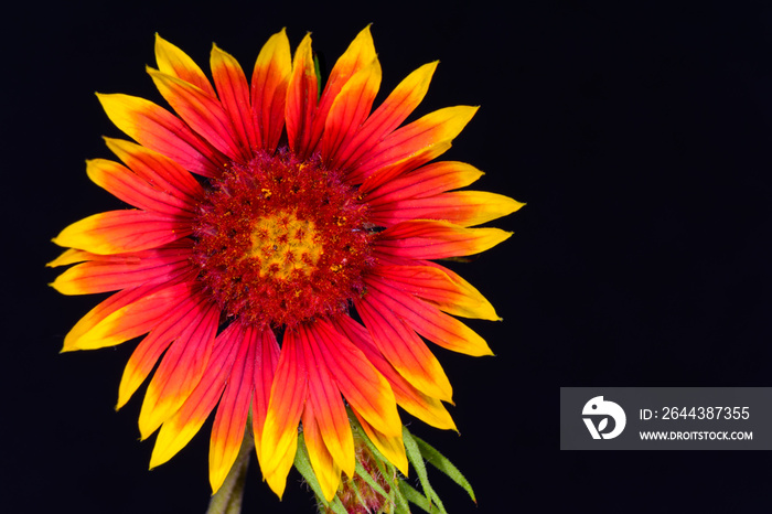 Indian Blanket (Gaillardia pulchella) or Firewheel wildflower full front isolated against black background