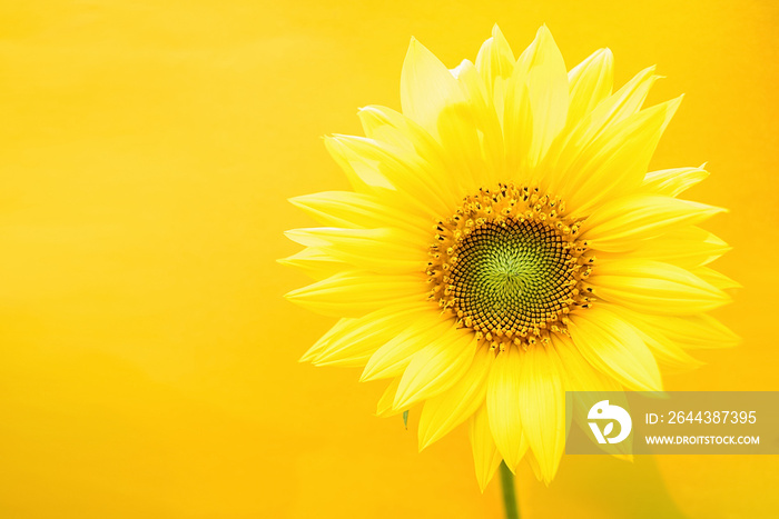 a beautiful sunflower on a yellow background