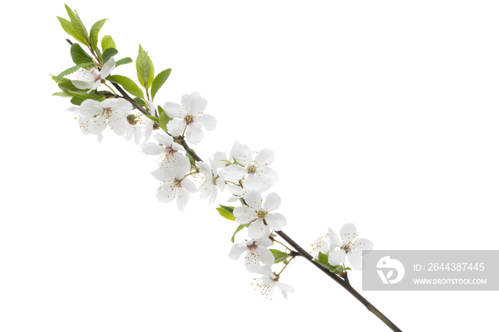 flowering branch of cherry isolated