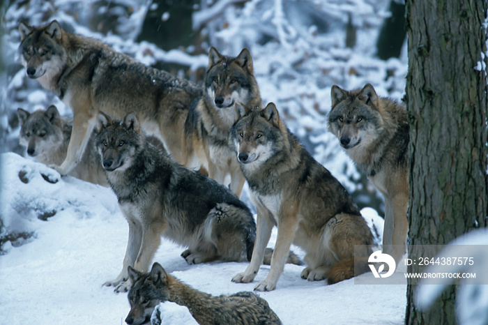 European gray wolf (Canis lupus lupus)