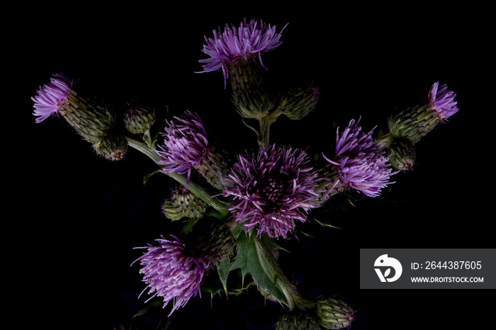 Blessed milk thistle flowers in field, close up. Silybum marianum herbal remedy, Saint Mary’s Thistle, Marian Scotch thistle, Mary Thistle, Cardus marianus bloom flower background