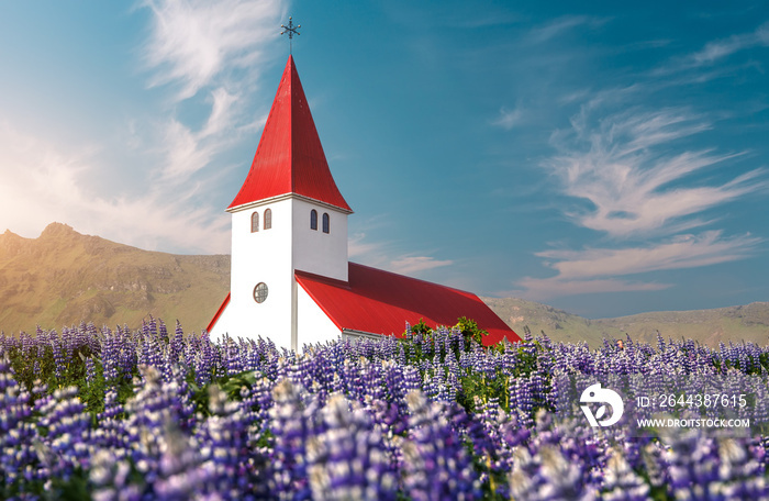 Incredible nature of Iceland in summer time. Beautiful landscape with blooming lupine flowers near Vikurkirkja church and perfect blue sky. Iconic location for landscape photographers and travellers