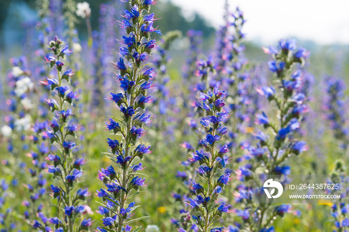 wild purple flowers