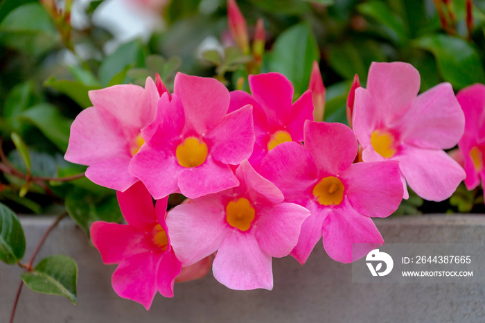 Selective focus of purple pink flower Rocktrumpet in the garden, Mandevilla is a genus of tropical and subtropical flowering vines belonging to the family Apocynaceae, Nature floral background.