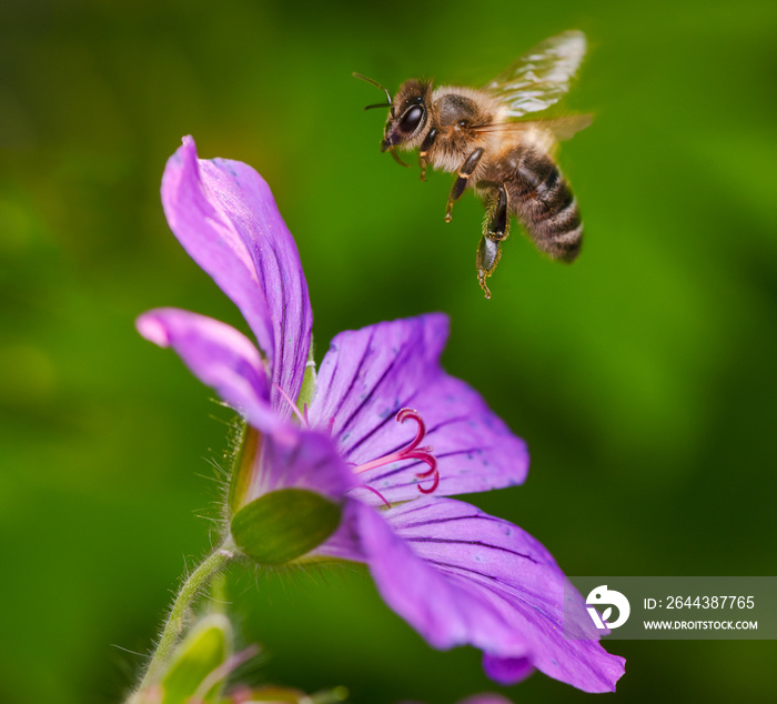 Bee flying to a purple geranmium flower blossom