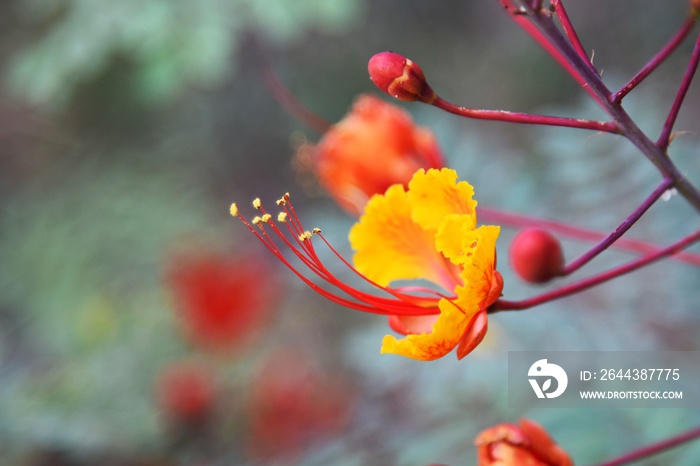 Closeup of Mexican Bird of Paradise flower