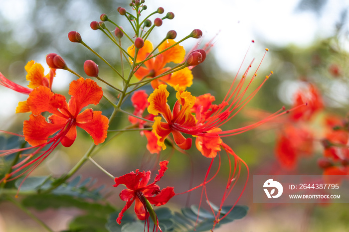 Brilliant red and yellow Mexican Bird of Paradise flower, or Caesalpinia.