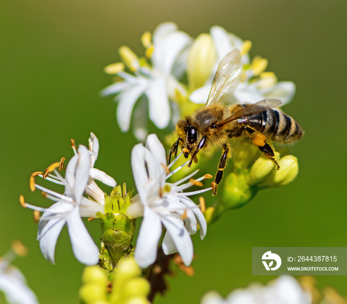 Bee collecting nectar at a white seven son flower blossom