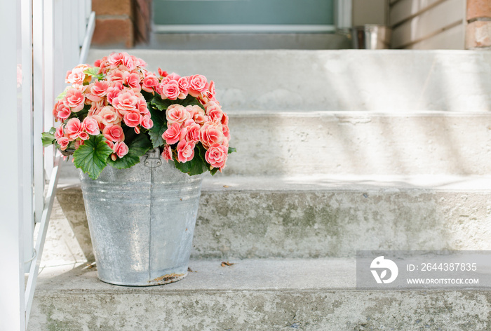 Bucket with fresh Begonia flowers by the front door