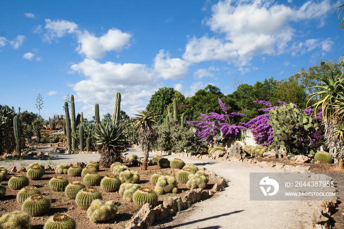 Cactus garden at island Majorca, Balearic Islands, Spain.