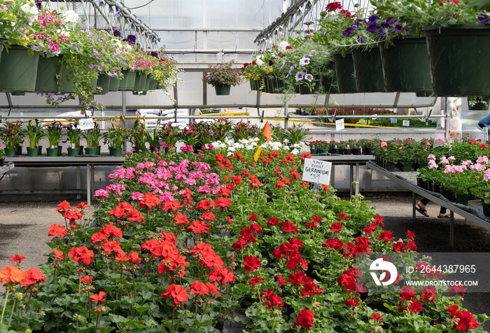 A greenhouse full of colorful flowers and hanging baskets