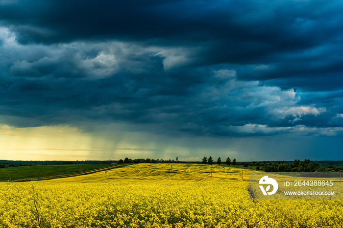 An approaching thunderstorm in a flowering rapeseed field.