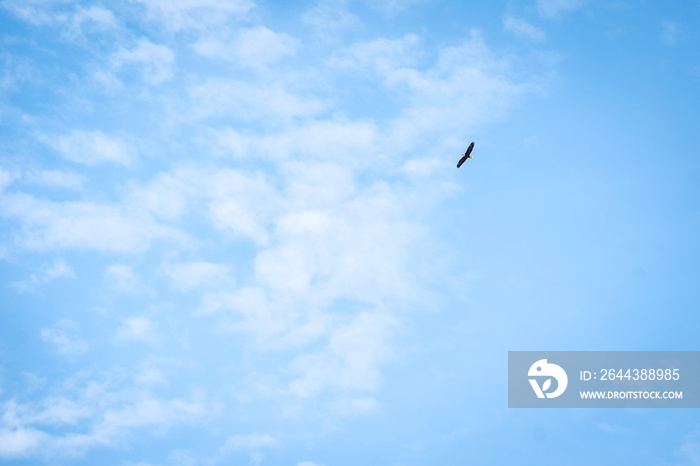 A bald eagle soars high above with a beautiful blue sky and clouds as the background. Loyalhanna reservoir located in Western Pennsylvania.