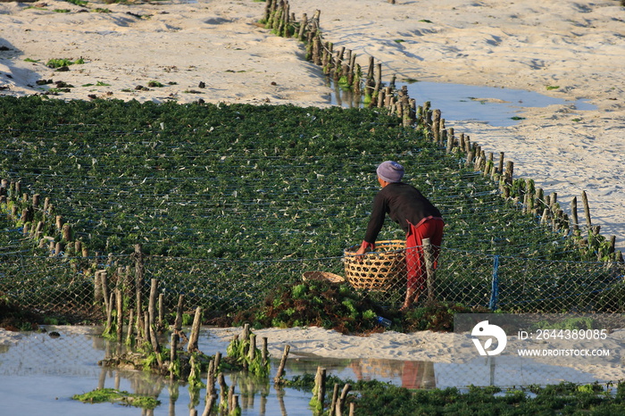 Seaweed farming, farmers and boats in Nusa Lembongan, Bali, Indonesia