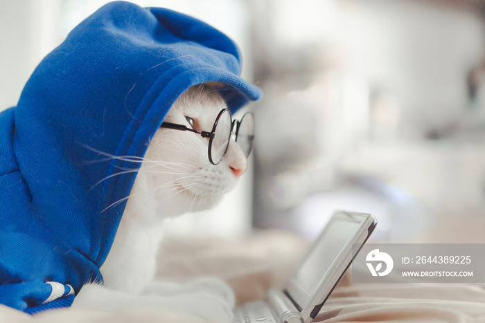 White cat sitting on the bed looking on a tablet.