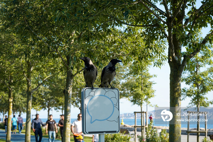 Two crows standing on the table. Couple of crows in the park, among the trees, on the metal sign, in nature