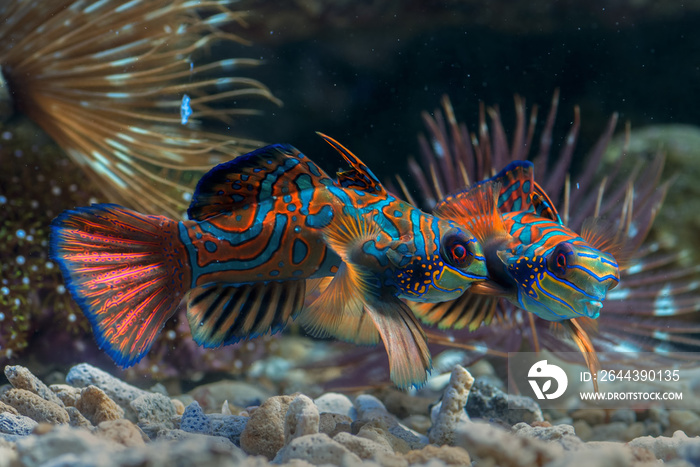 Mandarin fishes fight for territory