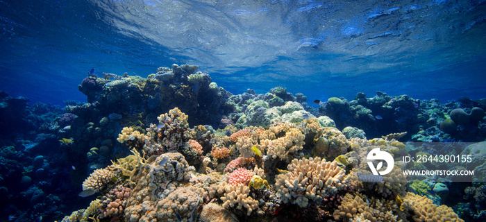 Coral Reef Underwater