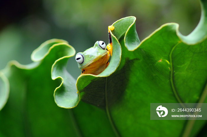 tree frog on a leaf, tree frog, frog, flying frog,