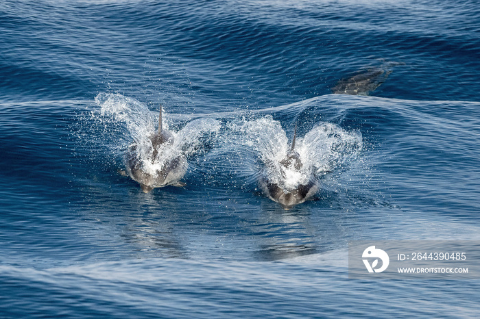 Striped dolphin jumping close up