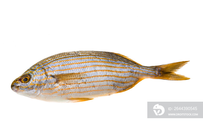 Salema porgy - sarpa fish