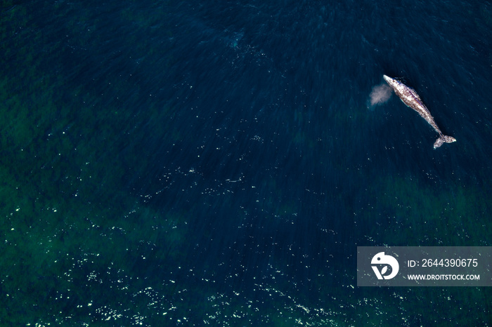 grey whale in Mexico Baja California aerial drone view panorama