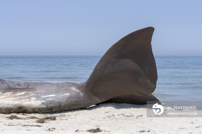 corpse of a beached whale on the beach