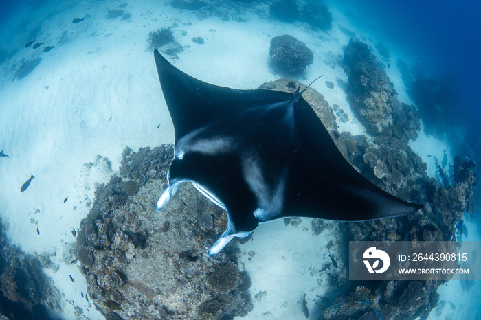 manta ray