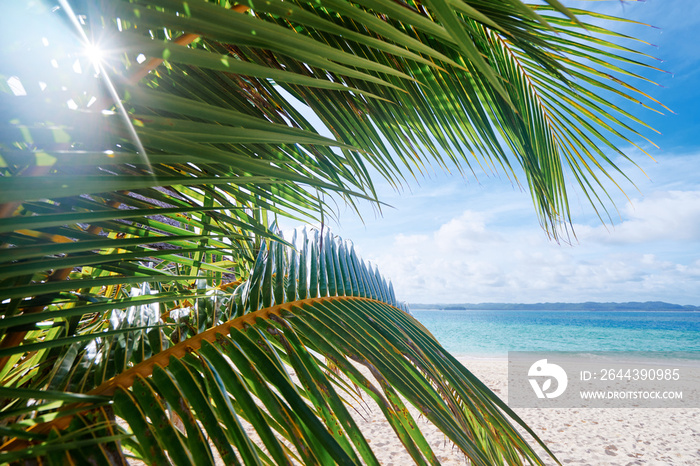 Sunny day on the sea shore. Close up of tropical palm leaf against white sand beach.