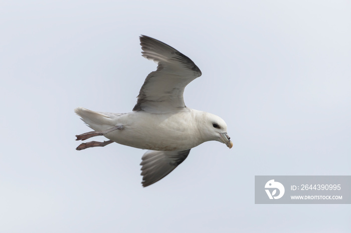 Northern Fulmars in Iceland