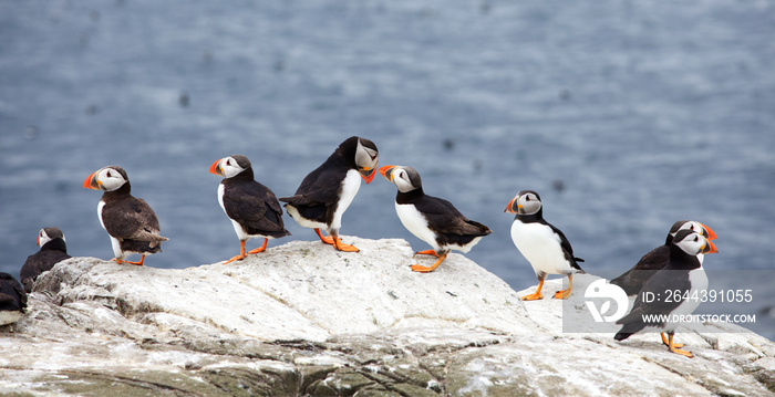 group of puffins on sea cliffs, Northumbria