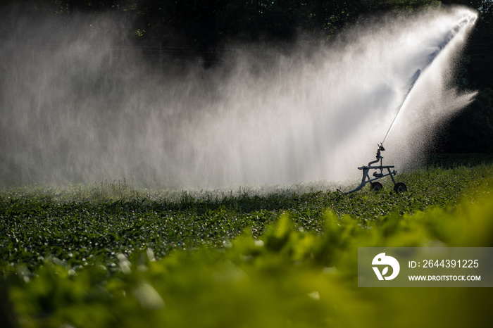 Intense agriculture corn fiekd being irrigatedwith huge amounts of water on a hot summer day