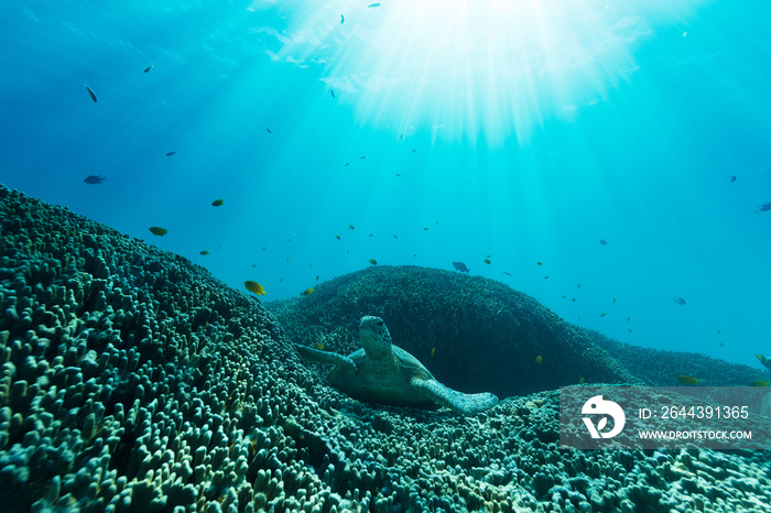 A sea turtle lays on the sea floor on a bed of coral reef as bright sun light streams through the deep blue water.