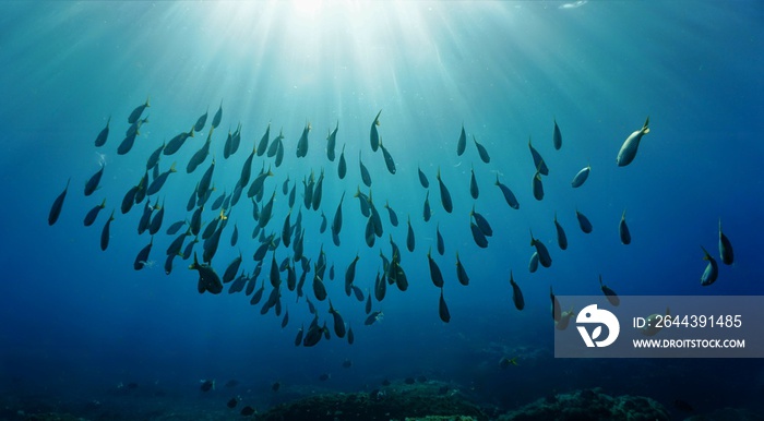 Underwater art - Schools of fish in rays of sunlight. From a scuba dive in the deep sea.