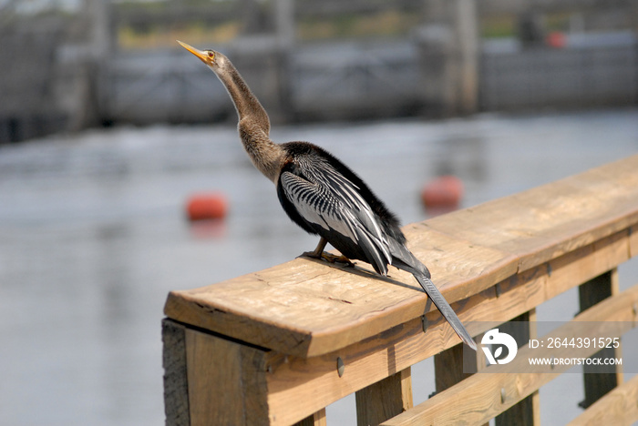 Anhinga (Anhinga anhinga) Beside Canal