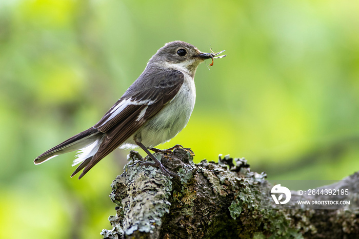 Halsbandschnäpper (Ficedula albicollis) Weibchen