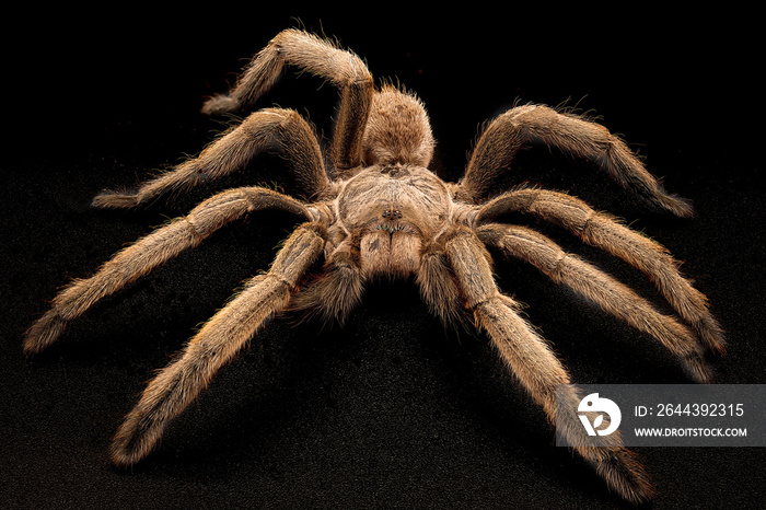 Australian Tarantula Also Known As A Whistling Spider